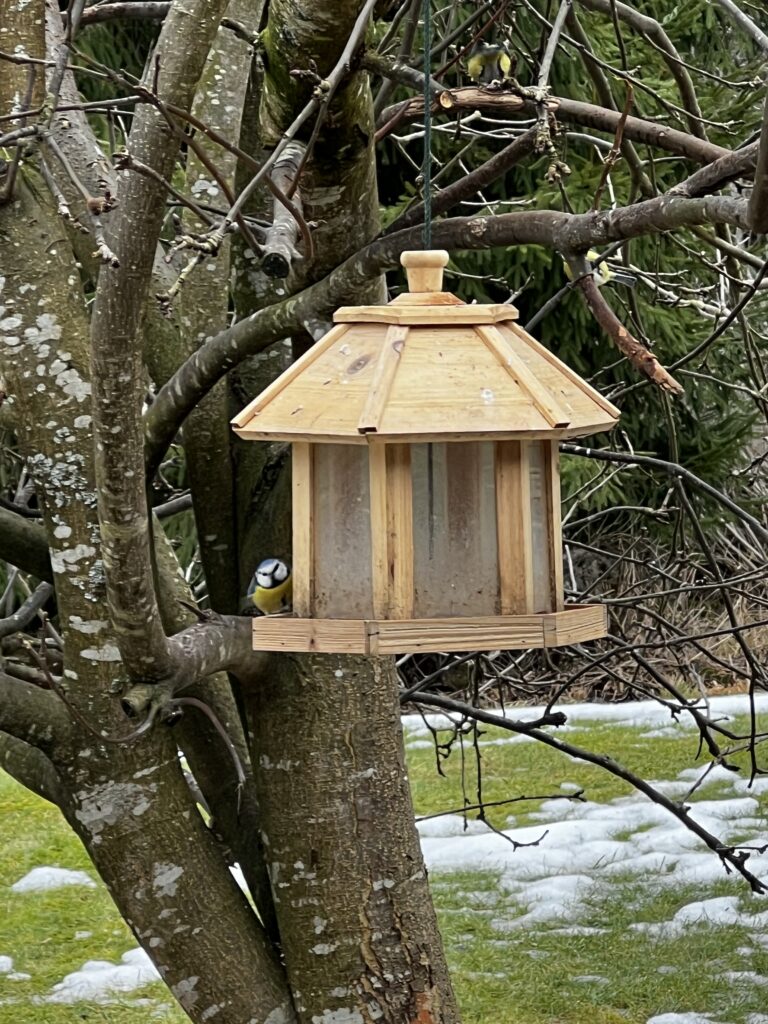 Pieni sinitiainen muistutti minua todellisesta vapaudesta